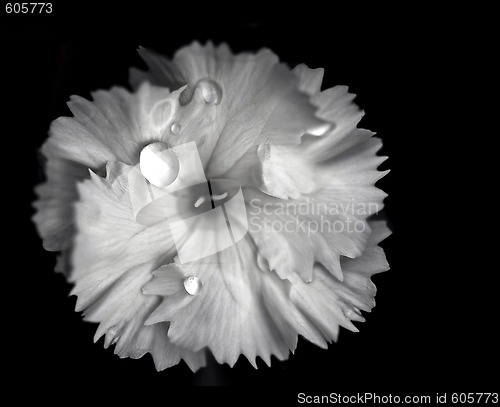 Image of White Camelia Flower With Extreme Depth of Field