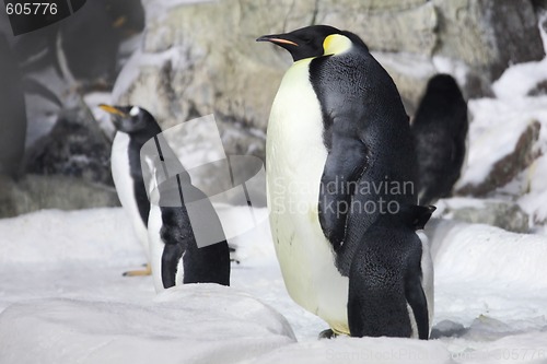 Image of Emperor Penguin Looking On