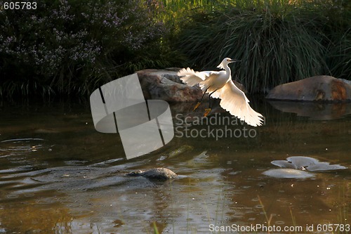 Image of Snowy Egret Flying Out of Water