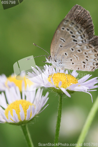 Image of butterfly