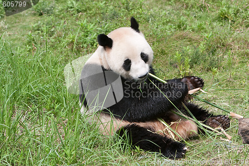 Image of panda