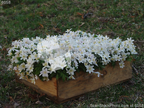 Image of Wood Anemone