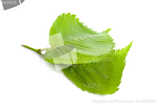 Image of green leaves