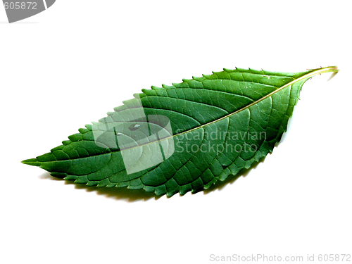 Image of leaf