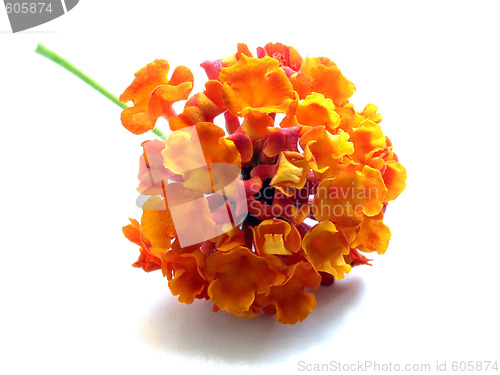 Image of flower