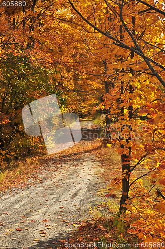 Image of Fall forest