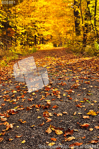 Image of Autumn path