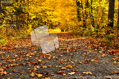 Image of Autumn path