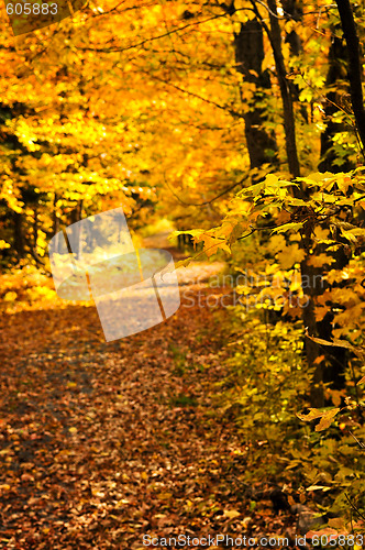 Image of Autumn path