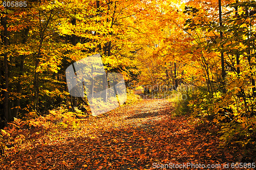 Image of Fall forest