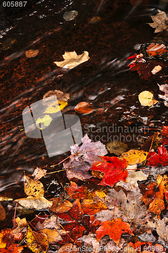 Image of Autumn leaves in creek