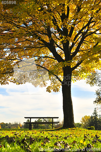 Image of Autumn trees