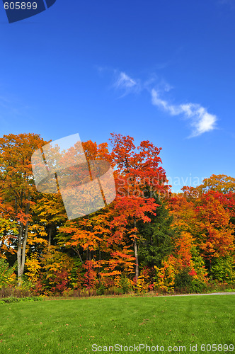 Image of Autumn trees