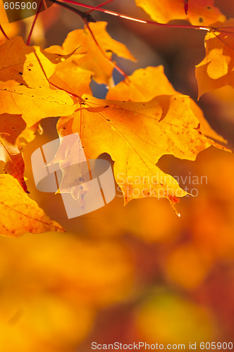 Image of Fall maple leaves