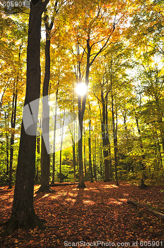 Image of Fall forest