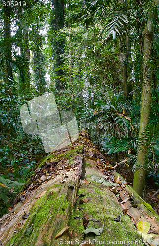 Image of fallen tree in rainforest