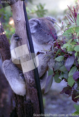 Image of Koala bear