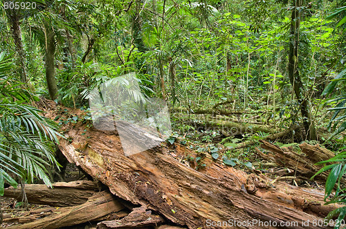 Image of fallen tree in rainforest