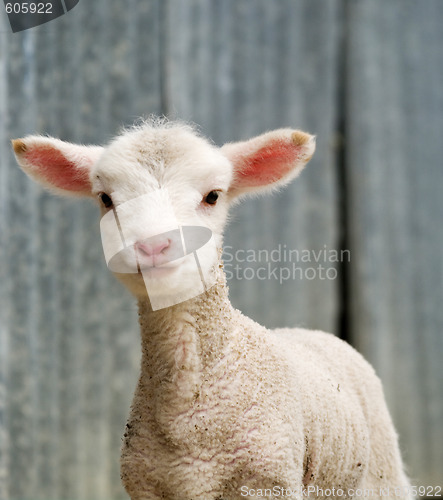 Image of young lamb on the farm