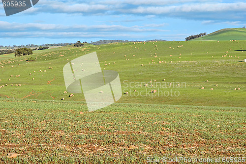 Image of sheep in the field