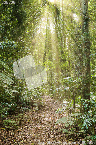 Image of light in the rainforest