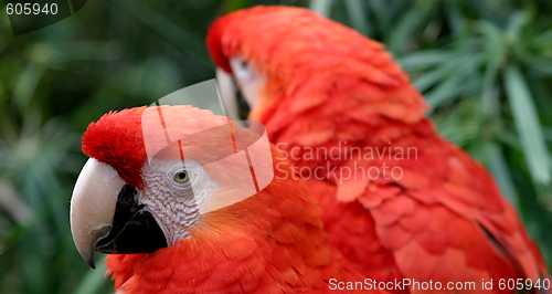 Image of Scarlet Macaws