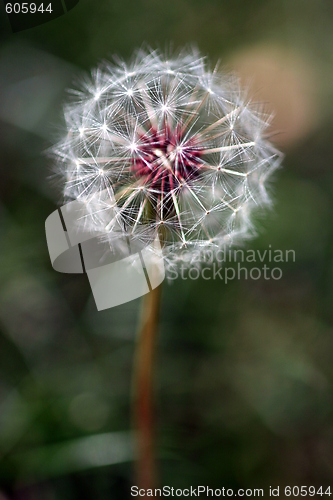 Image of Dandelion Seed Head