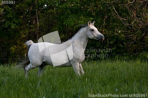 Image of trotting horse