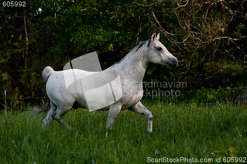 Image of arabian