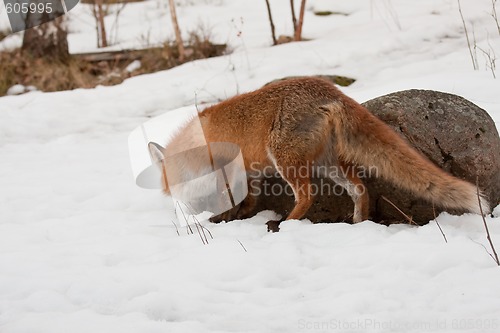 Image of red fox