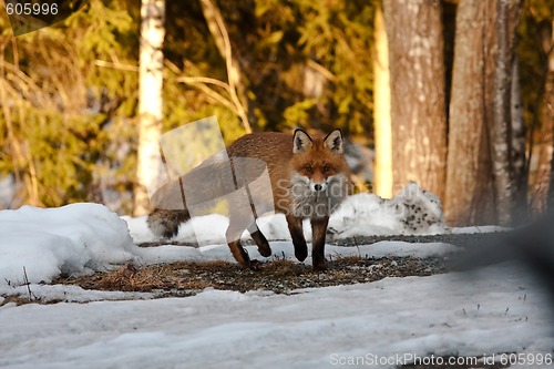 Image of red fox