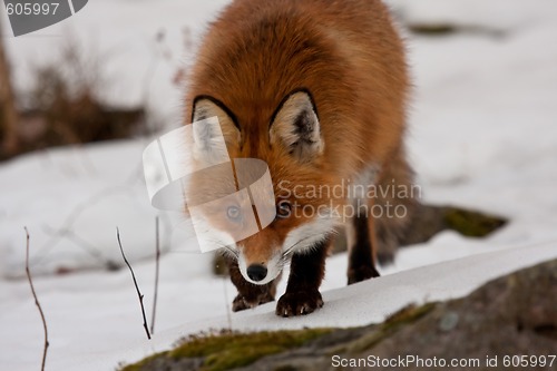 Image of staring red fox