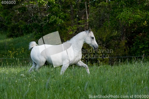 Image of trotting horse