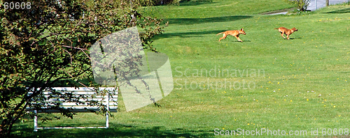 Image of Playing Dogs