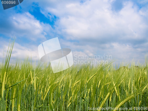 Image of Green barley field