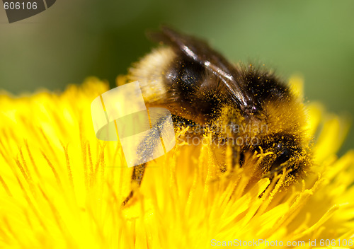 Image of Bumblebee on yellow flower