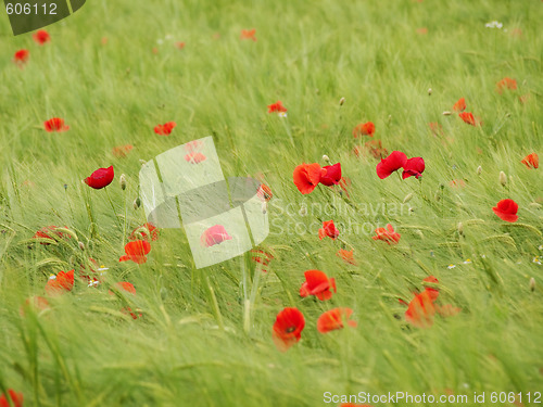 Image of Fresh young barley field