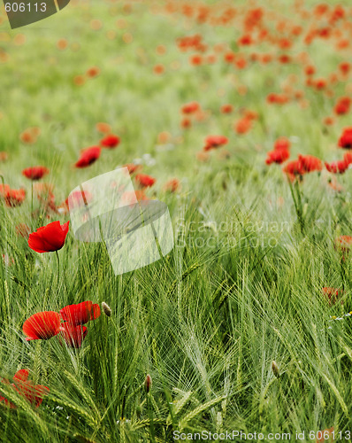 Image of Fresh young barley field