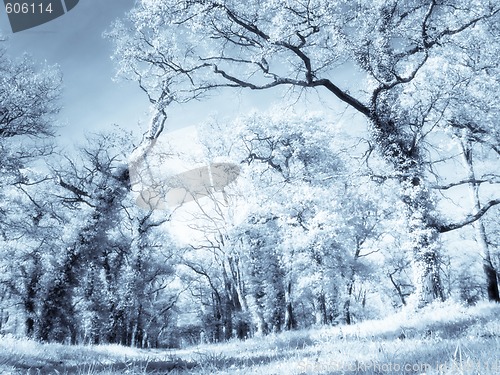 Image of Infrared forest