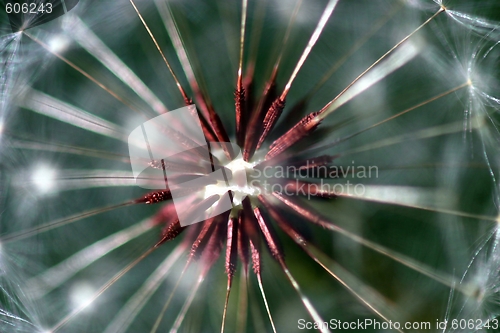 Image of Dandelion Seed Head