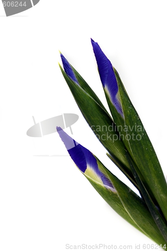 Image of Iris