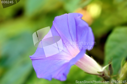 Image of Purple Morning Glory