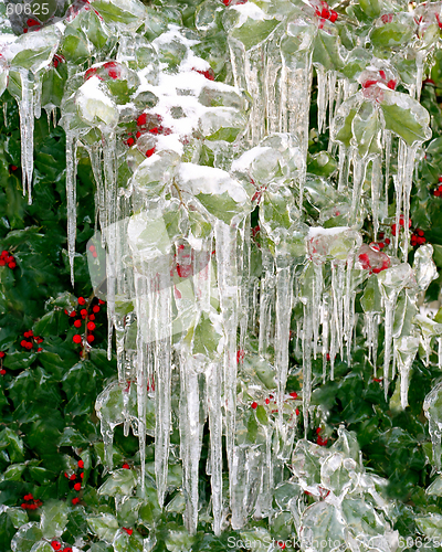 Image of Iced Holly