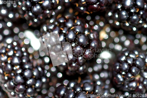 Image of Blackberries