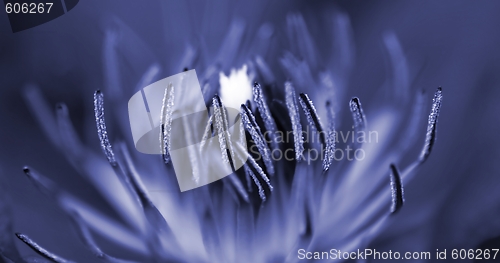 Image of Inside A Flower