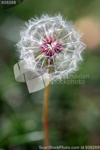 Image of Dandelion Seed Head