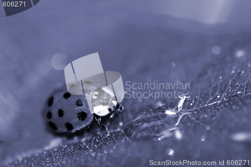 Image of Lady Bug