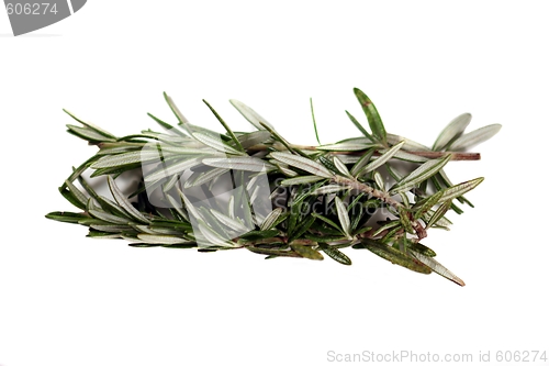 Image of Rosemary