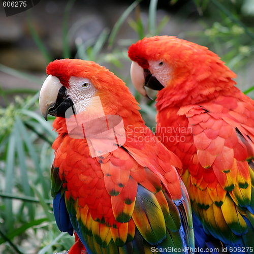 Image of Scarlet Macaws