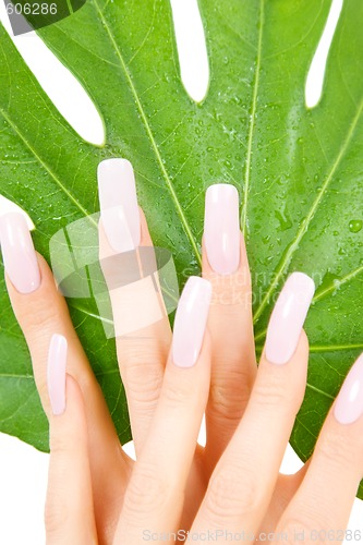 Image of female hands with green leaf